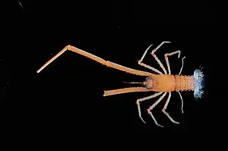 Enriquea leviantennata