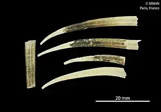 Entalinopsis intercostata