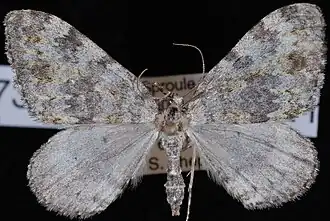 Entephria multivagata