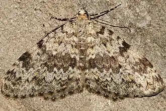 Entephria multivagata