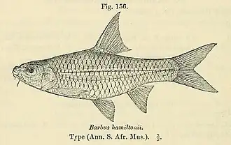 Barbus afrohamiltoni