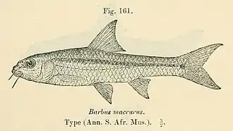 Barbus unitaeniatus