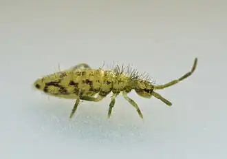 Entomobrya intermedia