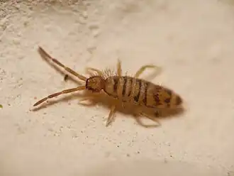 Entomobrya multifasciata