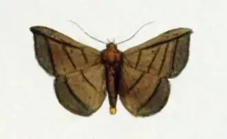 Entomogramma fautrix