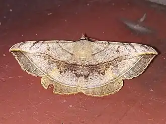 Entomogramma mediocris