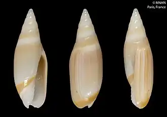 Entomoliva incisa