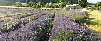 Lavendelveld bij La Rochegiron
