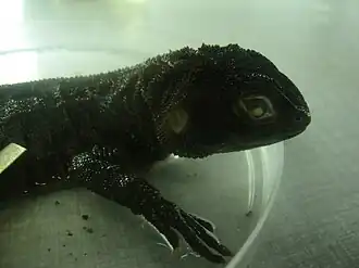 Enyalioides heterolepis