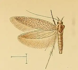 Epanastasis sophroniella