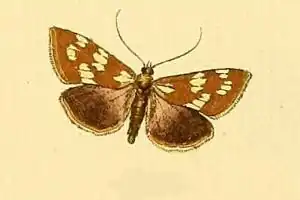 Cynaeda pustulalis