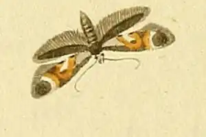 Epermenia pontificella