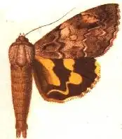 Ephesia butleri