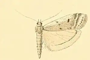Ephestia disparella