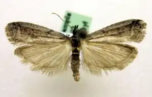 Ephestia mistralella