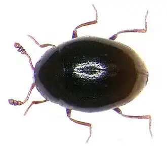 Ephistemus globulus
