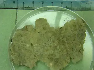 Echte zoetwaterspons