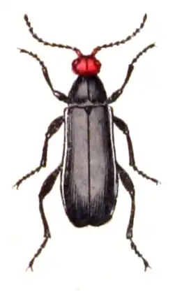 Epicauta rufidorsum
