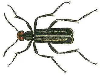 Epicauta erythrocephala