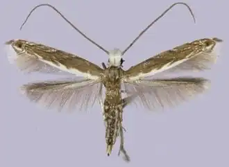 Epicephala bipollenella