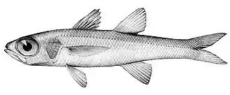 Epigonus fragilis