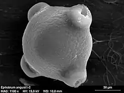 Stuifmeelkorrel van wilgenroosje