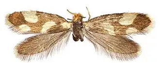 Epimartyria pardella