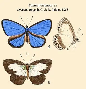 Epimastidia inops