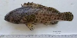 Epinephelus faveatus