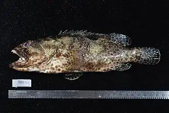 Epinephelus melanostigma