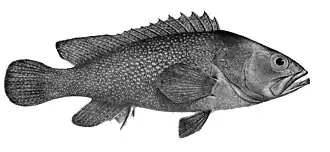 Epinephelus summana