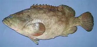 Epinephelus erythrurus