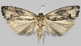 Populierenoogbladroller