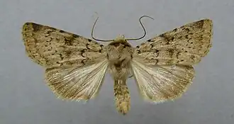 Epipsilia grisescens