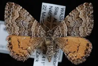 Epirrhoe plebeculata