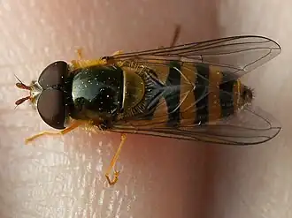 Zwarthaar-bandzweefvlieg