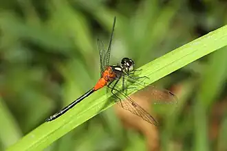 Epithemis mariae