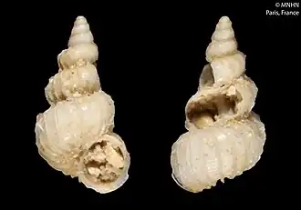 Epitonium hispidulum