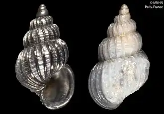 Epitonium pseudonanum