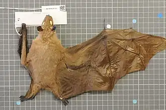 Epomophorus dobsonii