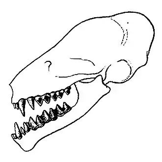 Neoeptesicus innoxius