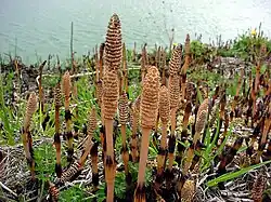 Sporenaar van heermoes (Equisetum arvense) aan de top van een vruchtbare stengel