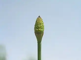 Vertakte paardenstaart