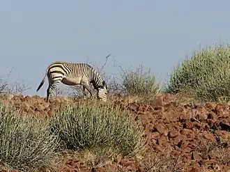 Hartmann-bergzebra in Namibië