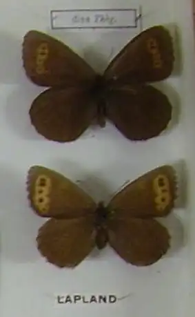 Noordse erebia