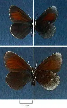 Erebia discoidalis