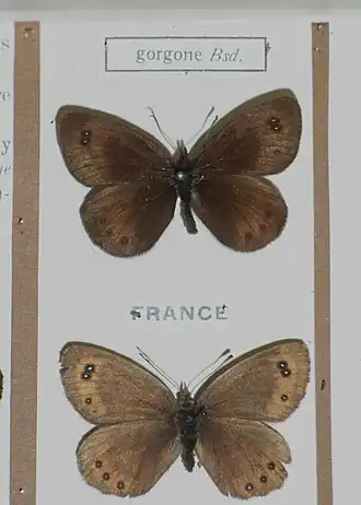 Pyreneeënzijde-erebia