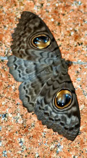 Erebus macrops