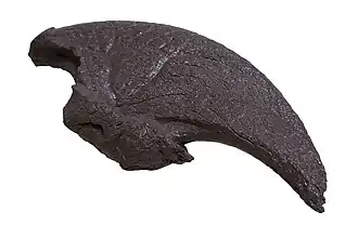 Eremotherium