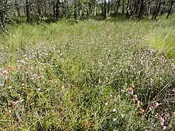 Associatie van gewone dophei